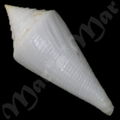 Conus atractus Tomlin, 1937 - Imagem 4