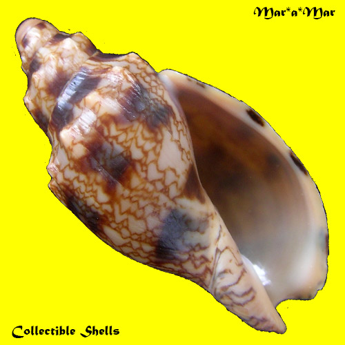 Odontocymbiola americana (Reeve, 1846)