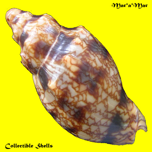 Alternative view of Odontocymbiola americana (Reeve, 1846)