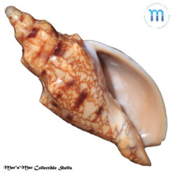 Odontocymbiola americana (Reeve, 1846)
