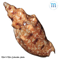 Odontocymbiola americana (Reeve, 1846) - Imagem 2