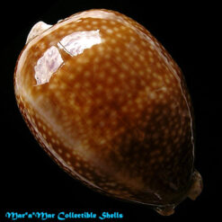 Macrocypraea cervus Linnaeus, 1758