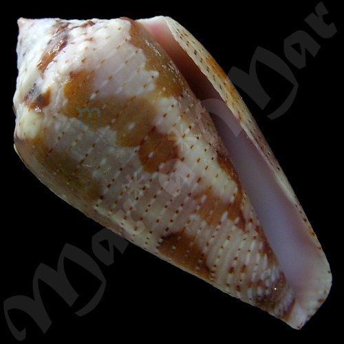 Seminoleconus mappa trinitarius Hwass, 1792