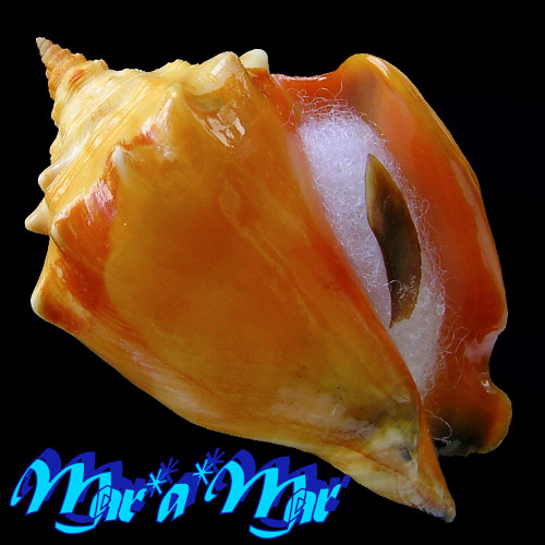 Strombus pugilis worki Linnaeus, 1758