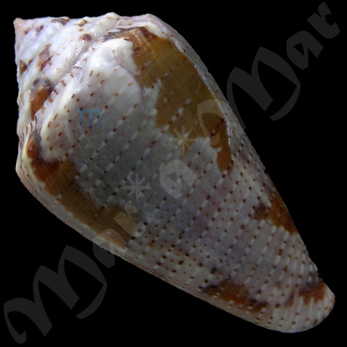 Seminoleconus mappa trinitarius Hwass, 1792 - Imagem 2