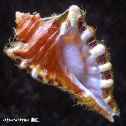 Cymatium femorale (Linnaeus, 1758)