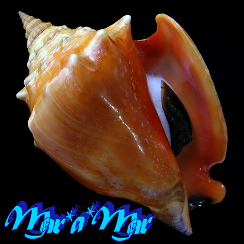 Strombus pugilis worki Linnaeus, 1758