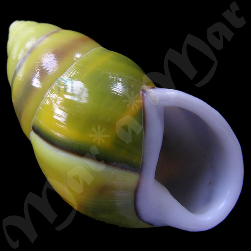 Anphidromus perversus butoti Von Martens, 1867