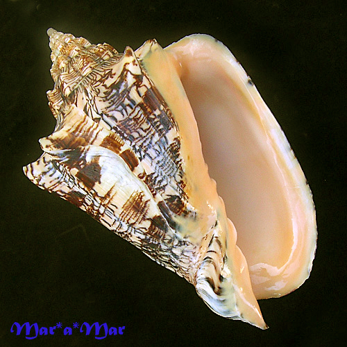 Voluta ebraea Linnaeus, 1758