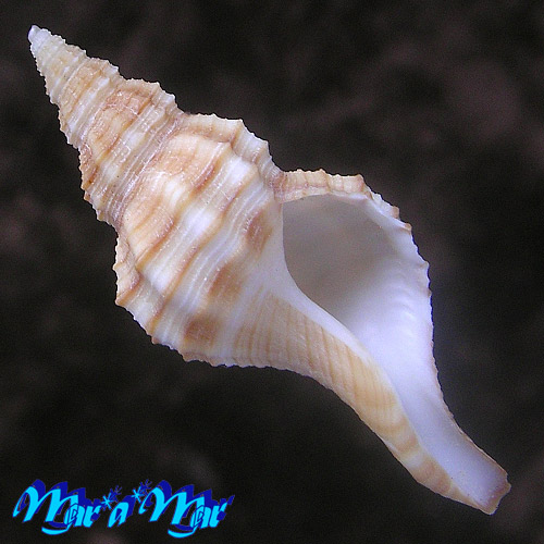 Granulifusus dondani Snyder, 2003