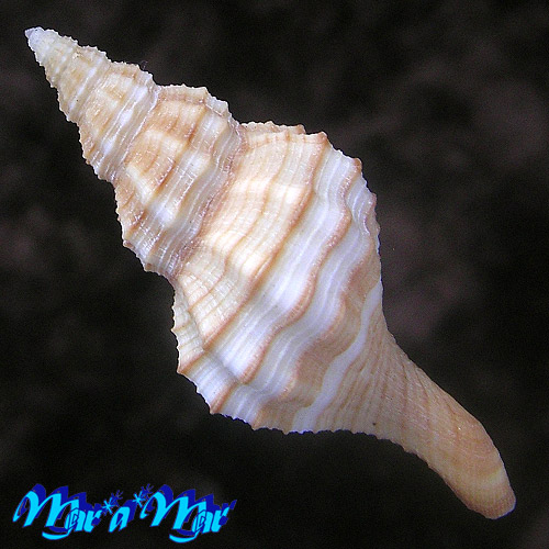 Alternative view of Granulifusus dondani Snyder, 2003