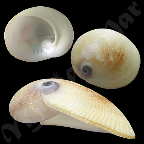 Sinum javanicum (Griffyih & Pidgeon, 1834)