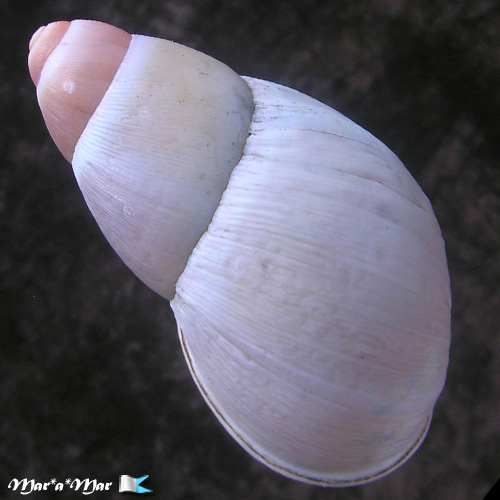 Megalobulimus sp. - Imagem 2