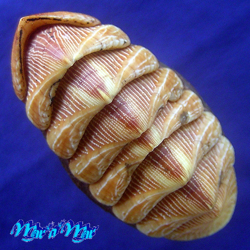 Chaetopleura angulata Spengler,1797