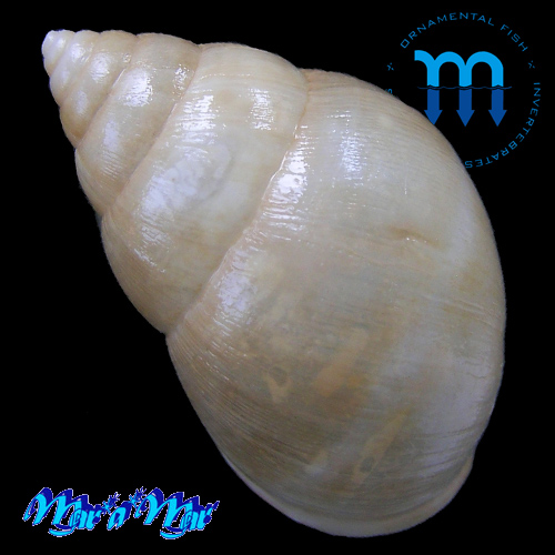 Rhinus sp. - Image 2