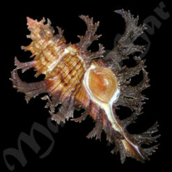 Chicoreus spectrum (Reeve, 1846)