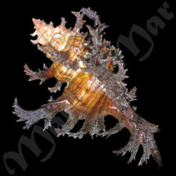 Chicoreus spectrum (Reeve, 1846) - Imagem 2