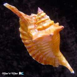 Alternative view of Strombus gallus Linnaeus, 1758