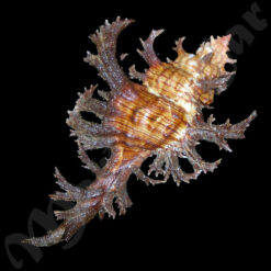 Chicoreus spectrum (Reeve, 1846) - Imagem 3