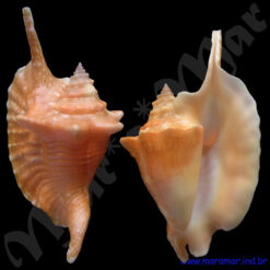 Strombus gallus Linnaeus, 1758