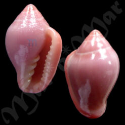 Eratoidea hematita (Kiener, 1834)