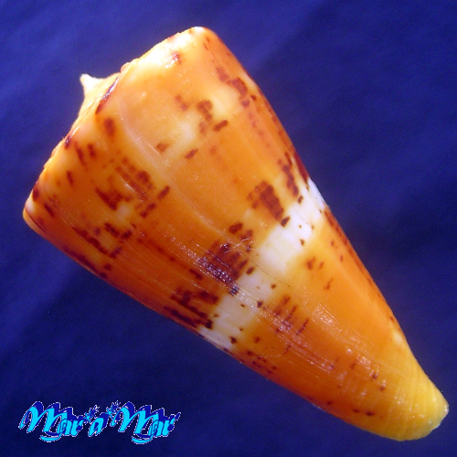 Conus worki Petuch, 1998 - Imagem 2