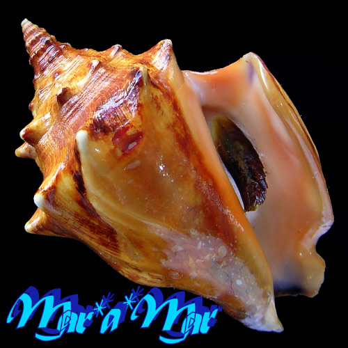 Strombus pugilis worki Linnaeus, 1758