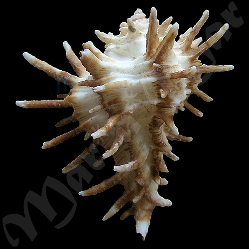 Homalocantha oxycantha (Broderip, 1833) - Imagem 2