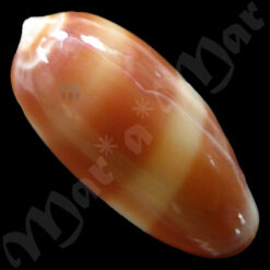 Alternative view of Volvarina rubella (C.B.Adams, 1845)