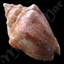 Alternative view of Voluta musica carneolata Lamarck, 1818