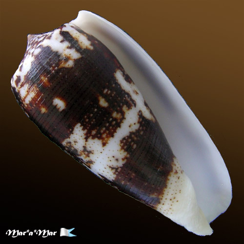 Pionoconus magus (Linnaeus, 1758)