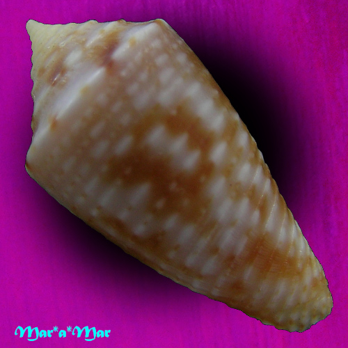 Conus sp. - Imagem 2