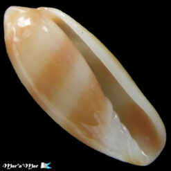 Volvarina warrenii (Marrat, 1876)