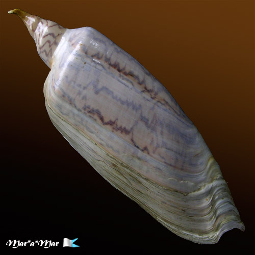 Alternative view of Zidona dufresnii (Donovan, 1823)