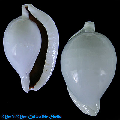 Ovula ovum (L., 1758)