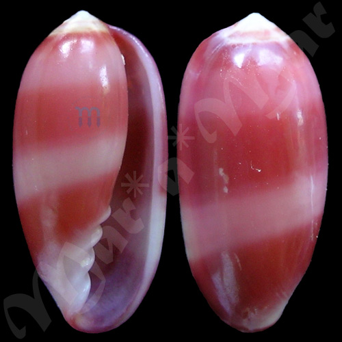 Volvarina rubella (C.B.Adams, 1845)