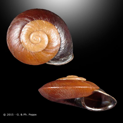 Ampelita xystera (Valenciennes, 1837)
