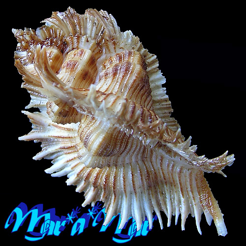 Alternative view of Pterynotus miyokoae