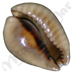 Cypraea (Muracypraea) mus mus Linnaeus, 1758