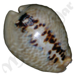 Cypraea (Muracypraea) mus mus Linnaeus, 1758 - Imagem 2