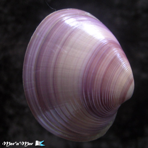 Amiantis purpuratus (Lamarck, 1818)