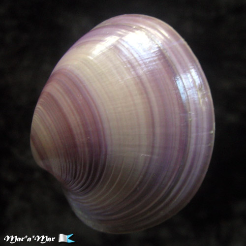 Amiantis purpuratus (Lamarck, 1818) - Imagem 2