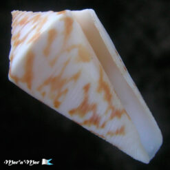 Conus tostesi Petuch, 1986