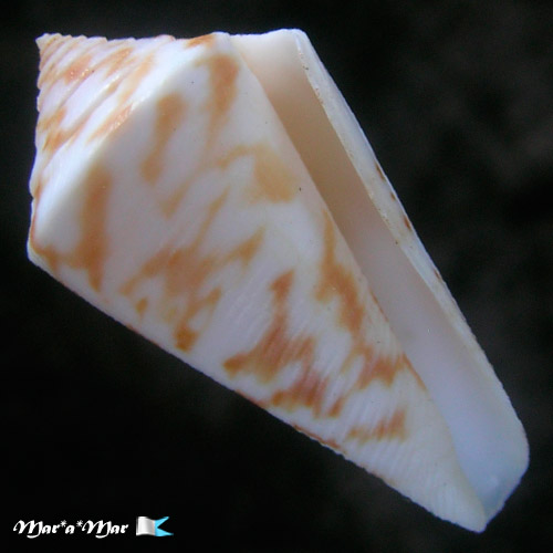 Conus tostesi Petuch, 1986