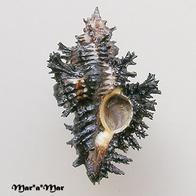 Chicoreus brunneus flavicundus Perry, 1811