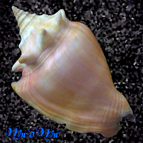 Alternative view of Strombus pugilis Linnaeus, 1758