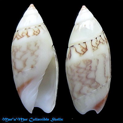 Olivella nivea chiriquiensis Olsson, 1956