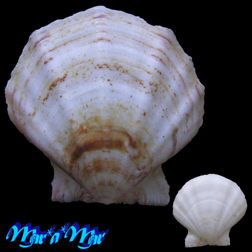 Flexopecten glaber proteus Dillwin, 1817