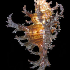 Chicoreus spectrum (Reeve, 1846) - Imagem 5
