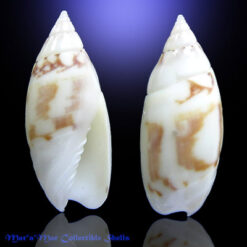 Alternative view of Olivella nivea chiriquiensis Olsson, 1956